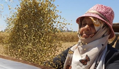 جمع غلة محصول العدس شرق خانيونس جنوب قطاع غزة